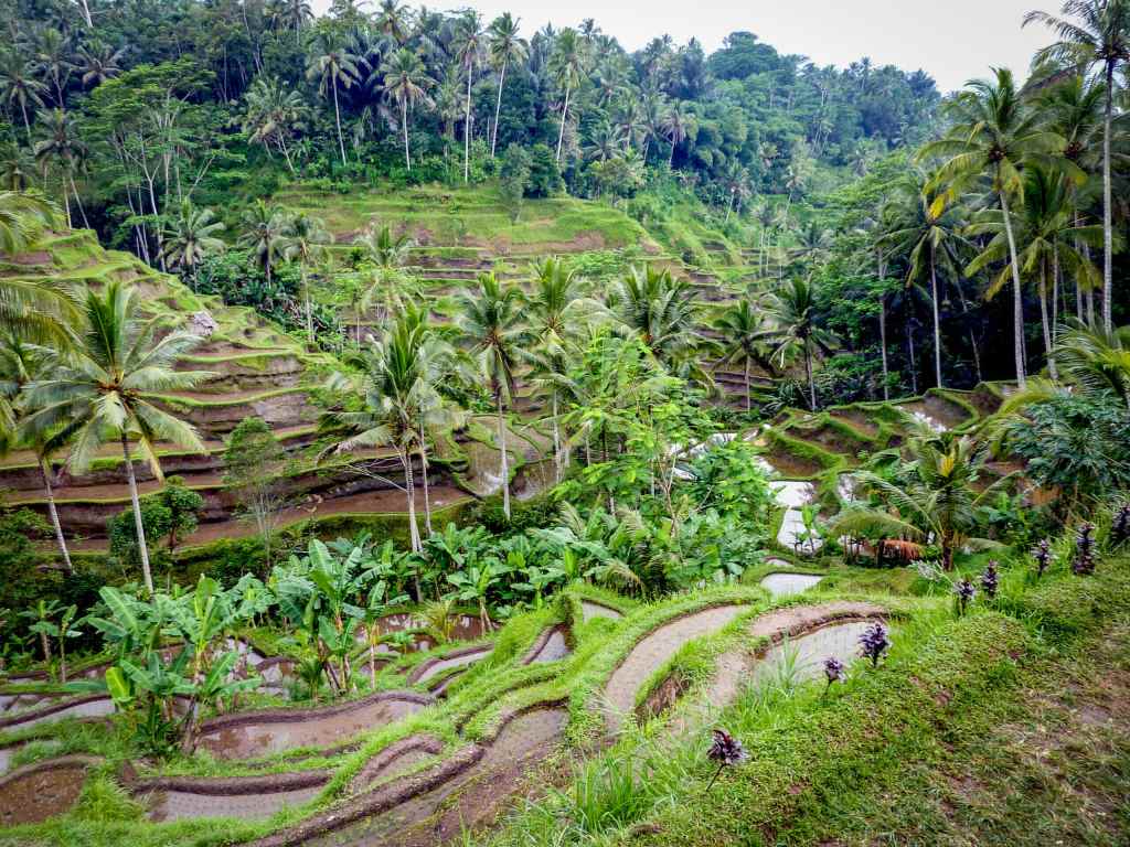 Peaceful morning in Bali featuring a distant view of lush tropical greenery.
