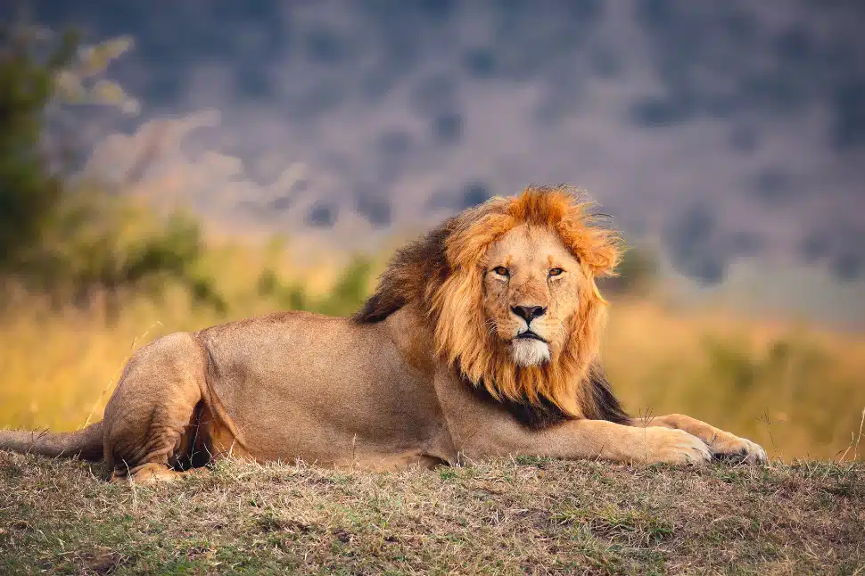 Lion lying in the grass in a protected wildlife area, symbolizing responsible tourism and ethical wildlife experiences.