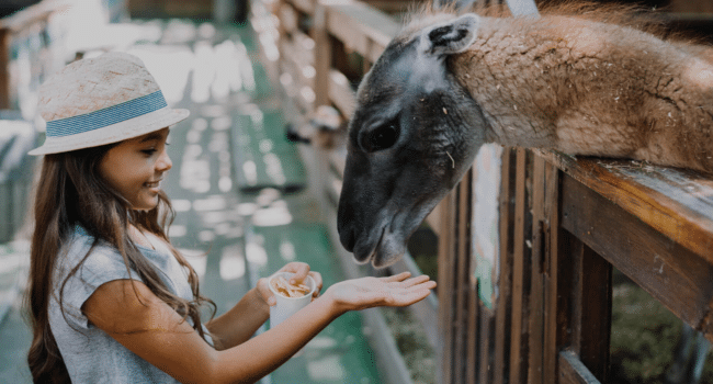 animal attractions